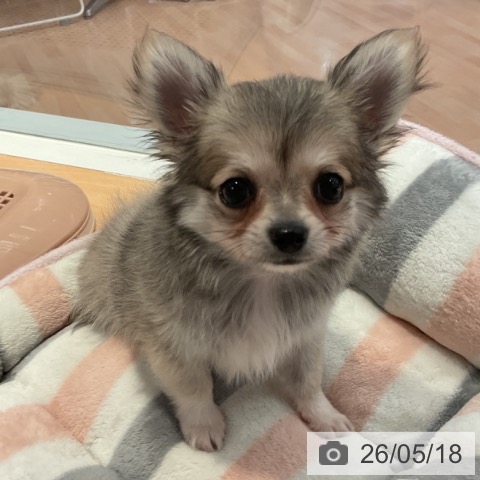 チワワの写真