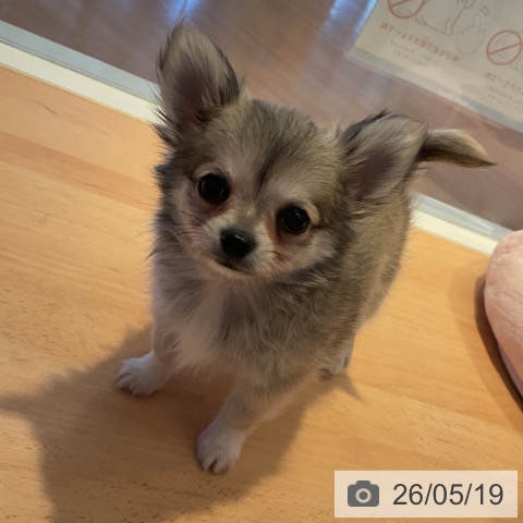 チワワの写真