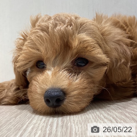 石川県のトイプードル(トイ) (ペットプラス かほく店/2026年3月18日生まれ/男の子/レッド)の子犬の4枚目の画像