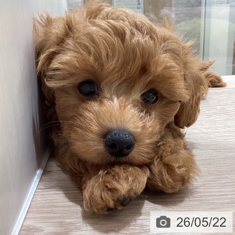 石川県のトイプードル(トイ) (ペットプラス かほく店/2026年3月18日生まれ/男の子/レッド)の子犬の3枚目の画像