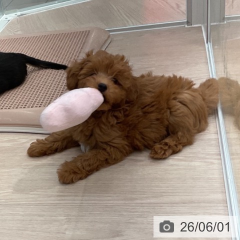 石川県のトイプードル(トイ) (ペットプラス かほく店/2026年3月18日生まれ/男の子/レッド)の子犬の4枚目の画像