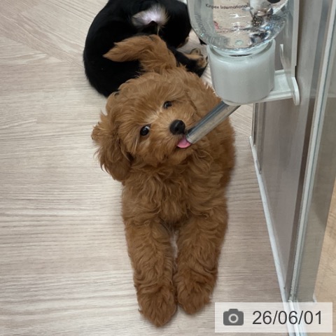 石川県のトイプードル(トイ) (ペットプラス かほく店/2026年3月18日生まれ/男の子/レッド)の子犬の3枚目の画像