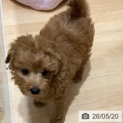 石川県のトイプードル(トイ) (ペットプラス 新小松店/2026年3月18日生まれ/女の子/レッド)の子犬の4枚目の画像