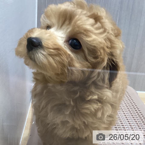 石川県のトイプードル(トイ) (ペットプラス 新小松店/2026年3月18日生まれ/女の子/レッド)の子犬の3枚目の画像