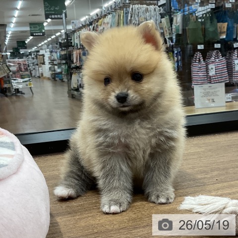 ポメラニアンの写真