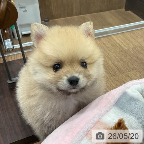 愛知県のポメラニアン (ペッツワン 東海店/2026年3月18日生まれ/女の子/オレンジ)の子犬の4枚目の画像
