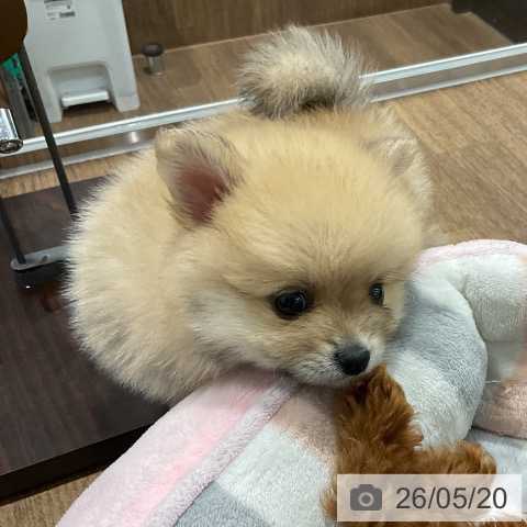 愛知県のポメラニアン (ペッツワン 東海店/2026年3月18日生まれ/女の子/オレンジ)の子犬の3枚目の画像