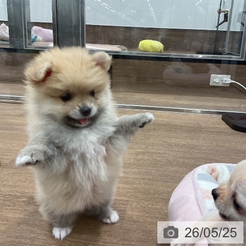 愛知県のポメラニアン (ペッツワン 東海店/2026年3月18日生まれ/女の子/オレンジ)の子犬の3枚目の画像