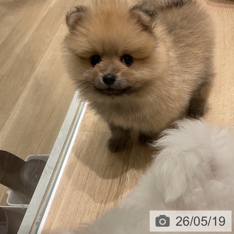 ポメラニアンの写真