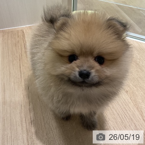 ポメラニアンの写真