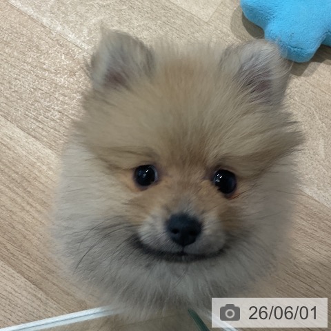 ポメラニアンの写真