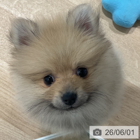 ポメラニアンの写真