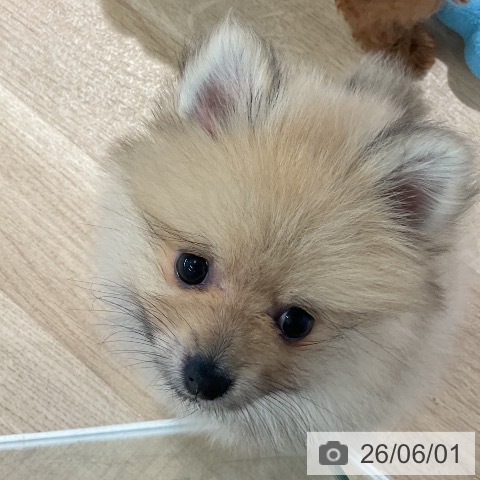 ポメラニアンの写真