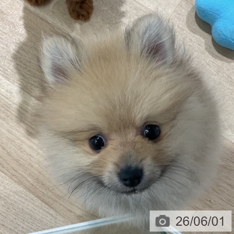 ポメラニアンの写真