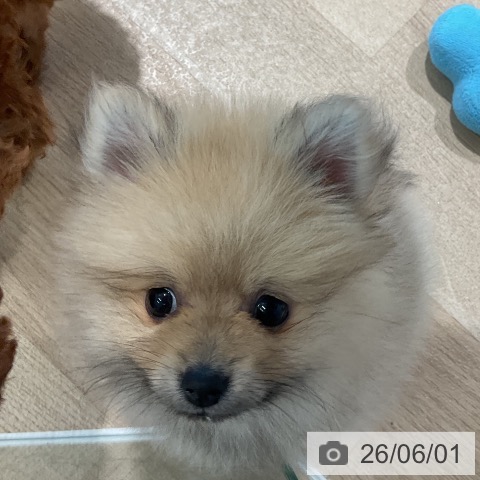 ポメラニアンの写真