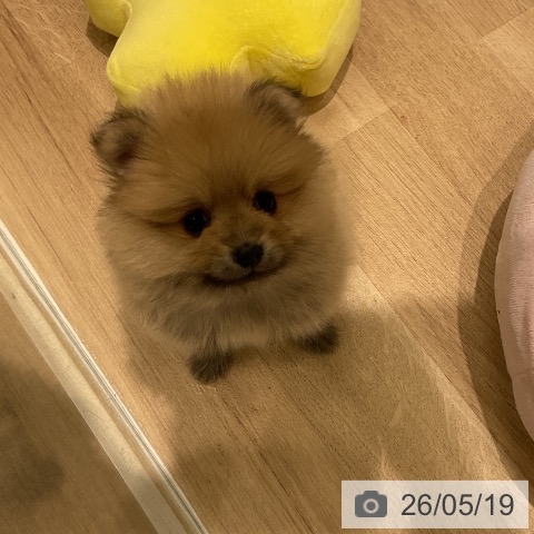 ポメラニアンの写真