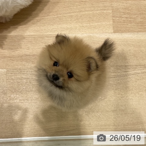ポメラニアンの写真