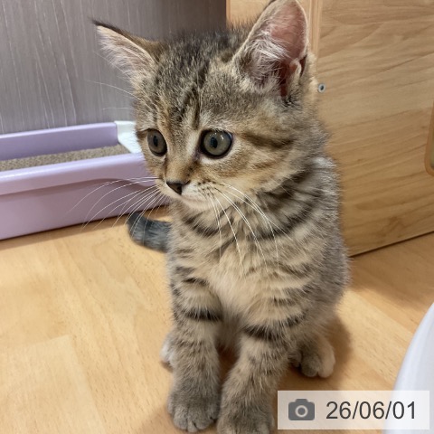石川県のスコティッシュフォールド (ペットプラス かほく店/2026年3月17日生まれ/女の子/ブラウンパッチドタビー)の子猫の4枚目の画像