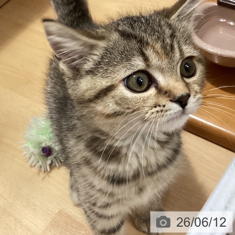 石川県のスコティッシュフォールド (ペットプラス かほく店/2026年3月17日生まれ/女の子/ブラウンパッチドタビー)の子猫の3枚目の画像