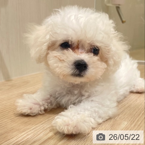 富山県のビションフリーゼ (ペットプラス 高岡店/2026年3月15日生まれ/男の子/ホワイト)の子犬の3枚目の画像