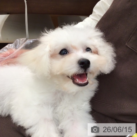 富山県のビションフリーゼ (ペットプラス となみ店/2026年3月15日生まれ/男の子/ホワイト)の子犬の4枚目の画像