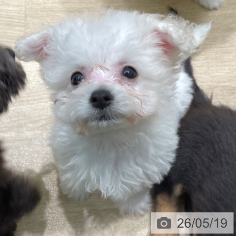 愛知県のビションフリーゼ (ペットプラス 則武新町店/2026年3月15日生まれ/男の子/ホワイト)の子犬の3枚目の画像