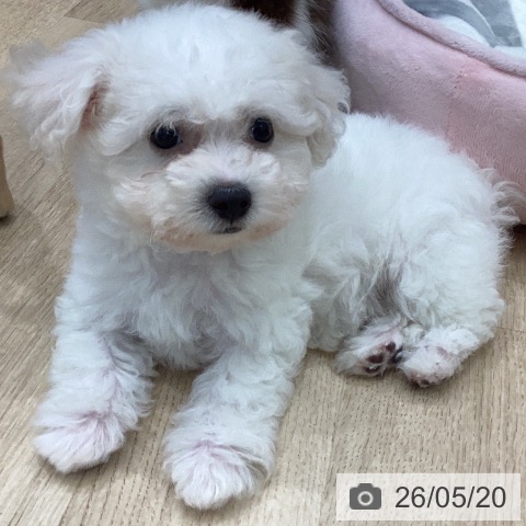 岐阜県のビションフリーゼ (ペットプラス 各務原店/2026年3月15日生まれ/女の子/ホワイト)の子犬の4枚目の画像