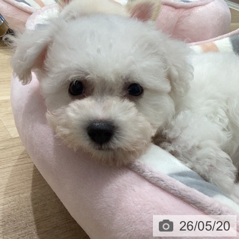 岐阜県のビションフリーゼ (ペットプラス 各務原店/2026年3月15日生まれ/女の子/ホワイト)の子犬の3枚目の画像