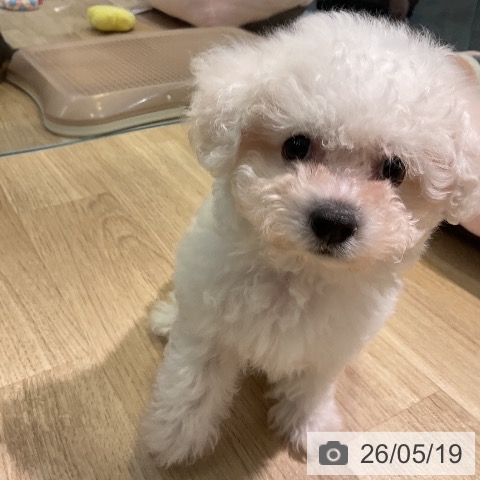 愛知県のビションフリーゼ (ペットプラス 岡崎店/2026年3月15日生まれ/女の子/ホワイト)の子犬の3枚目の画像
