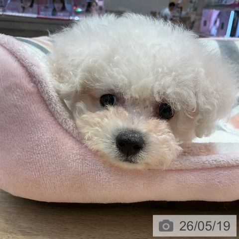 愛知県のビションフリーゼ (ペットプラス 三好店/2026年3月15日生まれ/女の子/ホワイト)の子犬の4枚目の画像