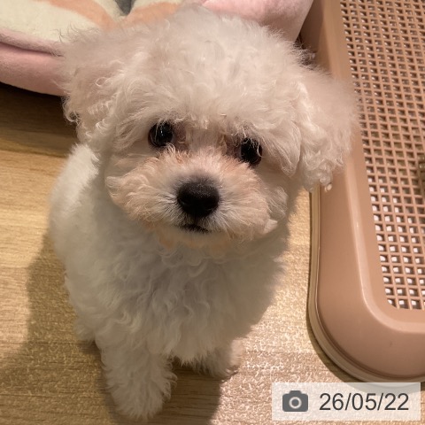 愛知県のビションフリーゼ (ペットプラス 三好店/2026年3月15日生まれ/女の子/ホワイト)の子犬の3枚目の画像