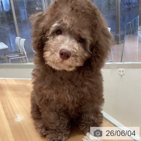 三重県のトイプードル(トイ) (ペットプラス 東員店/2026年3月15日生まれ/男の子/シルバーベージュ)の子犬の4枚目の画像