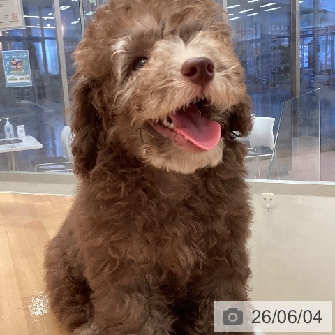 三重県のトイプードル(トイ) (ペットプラス 東員店/2026年3月15日生まれ/男の子/シルバーベージュ)の子犬の3枚目の画像
