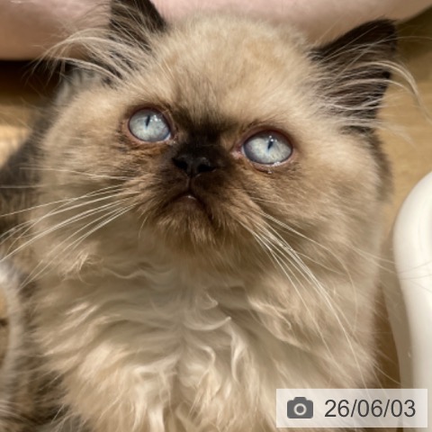 愛知県のヒマラヤン (ペットプラス みなと店/2026年3月13日生まれ/男の子/シールポイント)の子猫の4枚目の画像