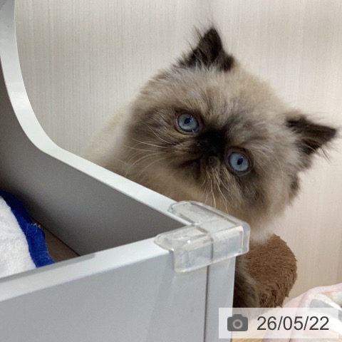 岐阜県のヒマラヤン (ペットプラス 各務原店/2026年3月13日生まれ/男の子/シールポイント)の子猫の4枚目の画像