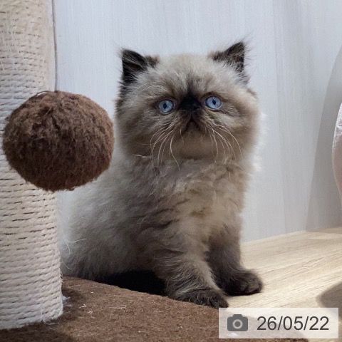 岐阜県のヒマラヤン (ペットプラス 各務原店/2026年3月13日生まれ/男の子/シールポイント)の子猫の3枚目の画像