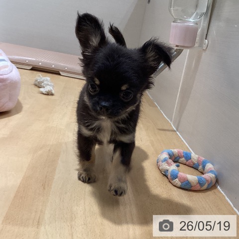 石川県のチワワ(ロング) (ペットプラス 新小松店/2026年3月18日生まれ/男の子/ブラックタン)の子犬の4枚目の画像