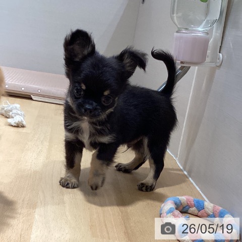 石川県のチワワ(ロング) (ペットプラス 新小松店/2026年3月18日生まれ/男の子/ブラックタン)の子犬の3枚目の画像