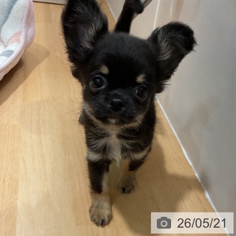 石川県のチワワ(ロング) (ペットプラス 新小松店/2026年3月18日生まれ/男の子/ブラックタン)の子犬の3枚目の画像