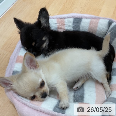 石川県のチワワ(ロング) (ペットプラス 新小松店/2026年3月18日生まれ/男の子/ブラックタン)の子犬の4枚目の画像