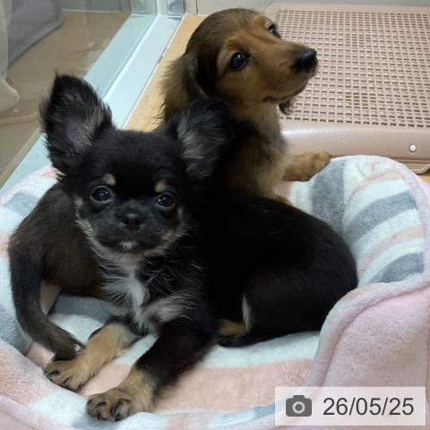 石川県のチワワ(ロング) (ペットプラス 新小松店/2026年3月18日生まれ/男の子/ブラックタン)の子犬の3枚目の画像