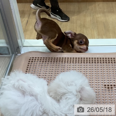 チワワの写真