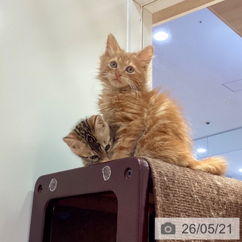 サイベリアンの写真