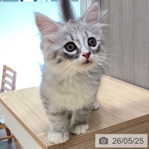 愛知県のサイベリアン (ペットプラス イオンモール長久手店/2026年3月9日生まれ/男の子/シルバータビーホワイト)の子猫の4枚目の画像