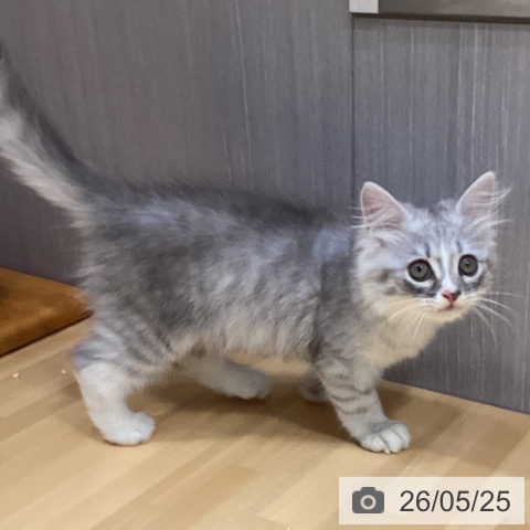 愛知県のサイベリアン (ペットプラス イオンモール長久手店/2026年3月9日生まれ/男の子/シルバータビーホワイト)の子猫の3枚目の画像