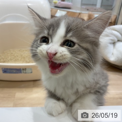 サイベリアンの写真