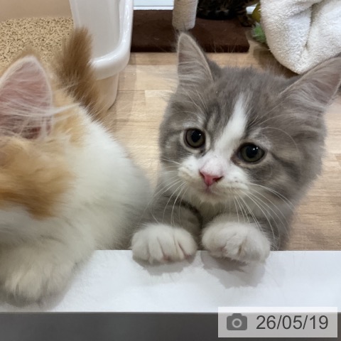 サイベリアンの写真