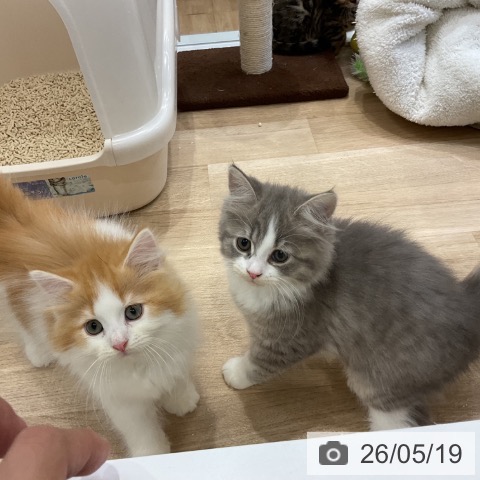 サイベリアンの写真