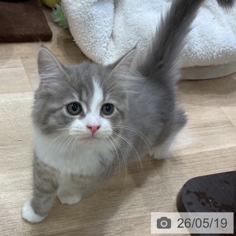 サイベリアンの写真