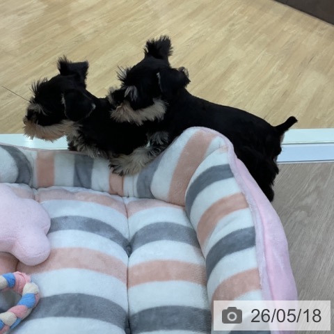 ミニチュア・シュナウザーの写真